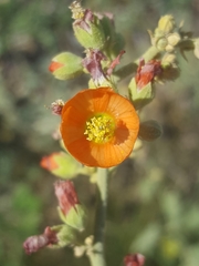Sphaeralcea incana