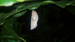 Doleschallia bisaltide