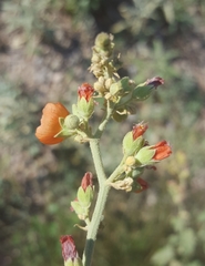 Sphaeralcea incana