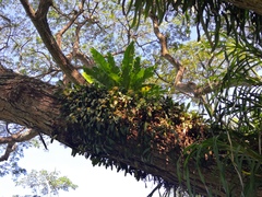 Bulbophyllum vaginatum