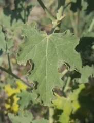 Sphaeralcea incana