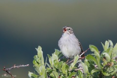 Spizella breweri taverneri