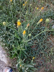 Sonchus arvensis