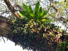 Bulbophyllum vaginatum