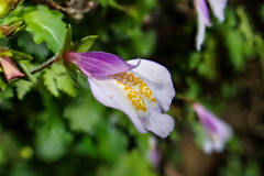 Mazus alpinus