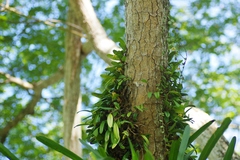 Bulbophyllum vaginatum
