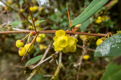 Berberis hayatana