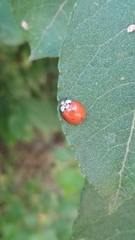 Harmonia axyridis