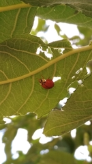 Harmonia axyridis