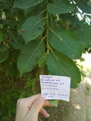 Harmonia axyridis