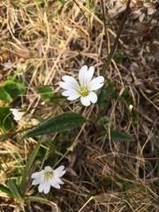 Cerastium glabratum