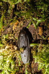 Rhabdoblatta takahashii