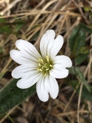 Cerastium glabratum