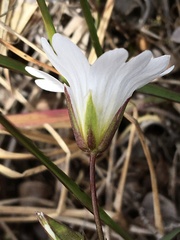 Cerastium glabratum