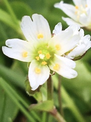 Dichodon cerastoides