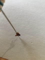 Phyllobius oblongus