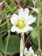 Dichodon cerastoides
