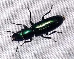 Temnoscheila virescens