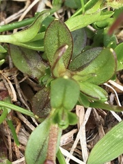Dichodon cerastoides
