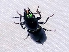 Temnoscheila virescens