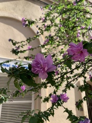 Hibiscus