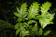 Tectaria griffithii