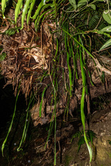 Haplopteris flexuosa