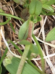 Dichodon cerastoides