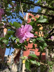 Hibiscus