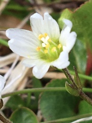 Dichodon cerastoides