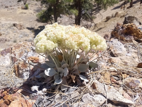 Image of Eriogonum robustum by no rights reserved
