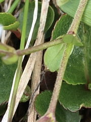 Dichodon cerastoides