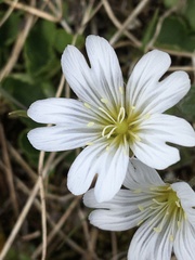 Cerastium alpinum