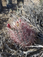 Sclerocactus polyancistrus