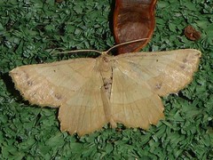 Euchlaena johnsonaria