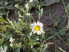 Tripleurospermum inodorum