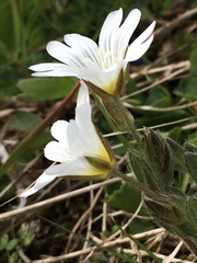 Cerastium alpinum