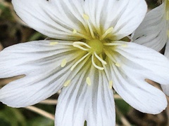 Cerastium alpinum