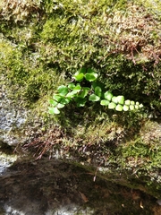 Asplenium trichomanes