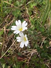 Cerastium alpinum