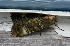 Anaplectoides prasina