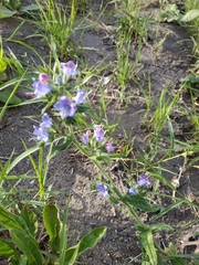 Echium vulgare