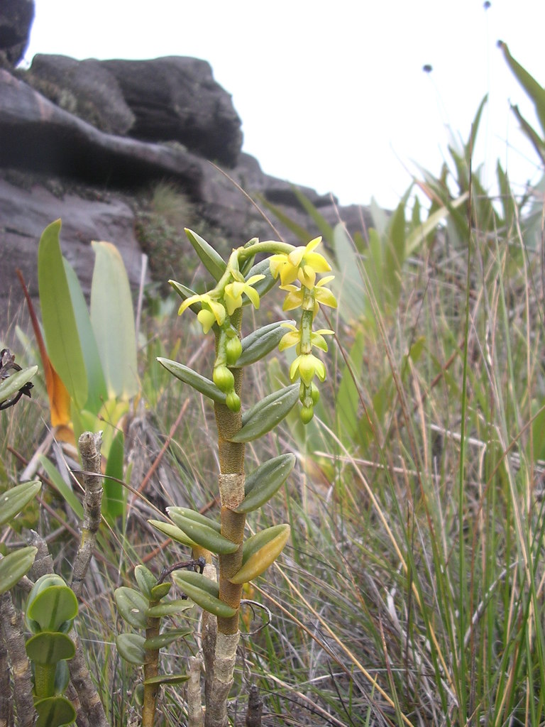 Epidendrum alsum