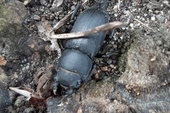 Dorcus parallelipipedus