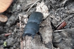 Dorcus parallelipipedus