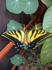 Papilio multicaudata