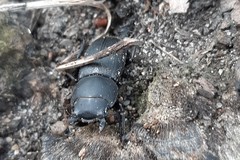 Dorcus parallelipipedus