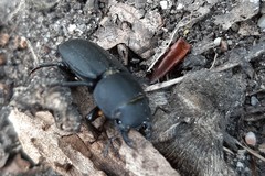 Dorcus parallelipipedus