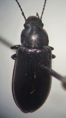 Nalassus convexulus