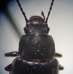 Nalassus convexulus